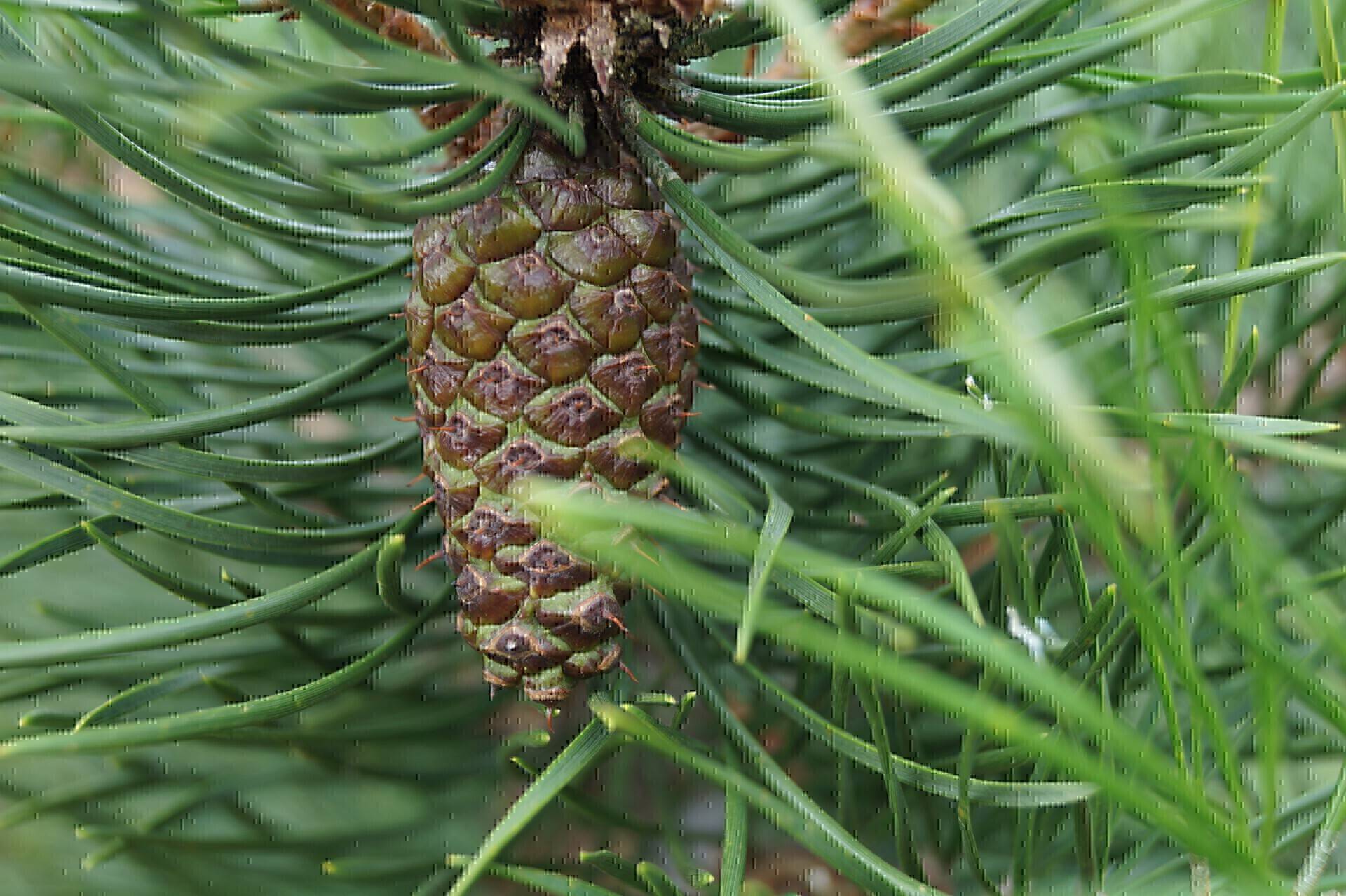 Pinus contorta_02